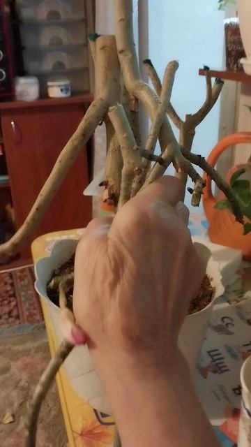 1000079607.mp4 смотреть онлайн