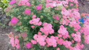 клип ВК тысячелистник