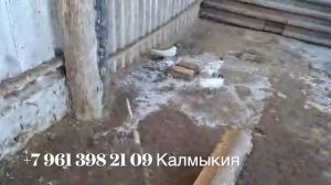 Продаются широкохвостые голуби в Калмыкии!