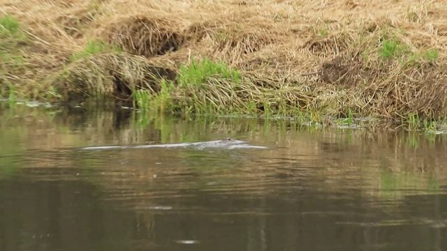 Обитатели Ижоры / 17 апреля 2025