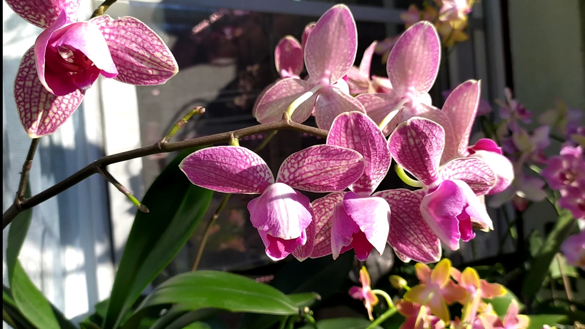 20-02-2026 Домашние цветение орхидей. смотреть онлайн