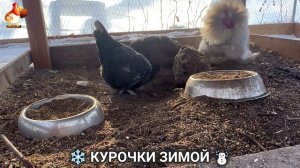 Куры зимой очень счастливы 🤗❄️⛄ (34)