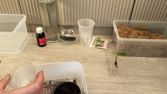 Пересадка новой АГЛАОНЕМЫ Пиктум Триколор камуфляж 20-02-2026 смотреть онлайн