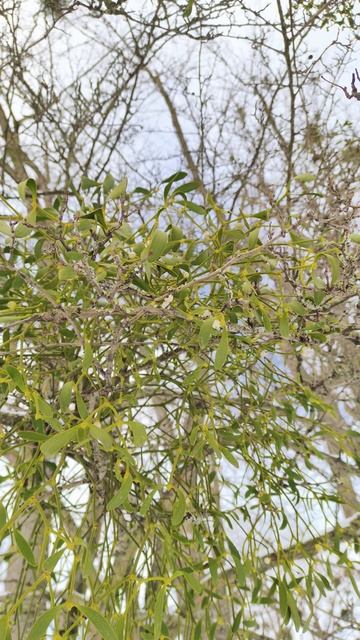 Омела в Калининграде. Растение паразит смотреть онлайн