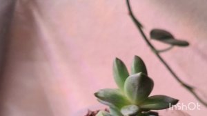 Обзор суккулентов с названиями 20.02.26.Часть 1