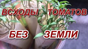 Всходы ТОМАТОВ в ЗАКРУТКАХ.