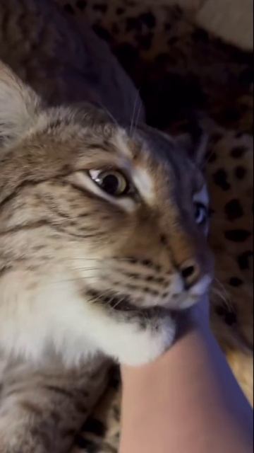 Домашняя рысь 🐆