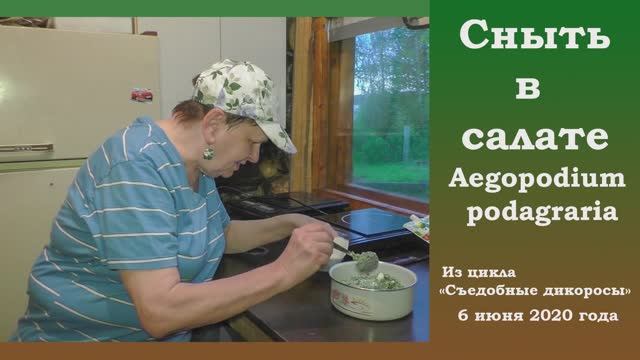 Сныть в салате. Aegopodium podagraria. смотреть онлайн