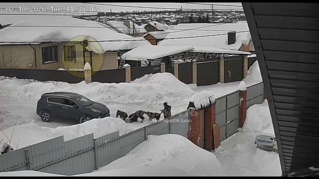 Разгул собак бродячих