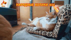 Нарядные Котики расслабляются на солнышке 🌞 🐈🐈🐈 (452)