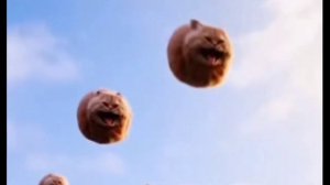 Летающий кот эдит