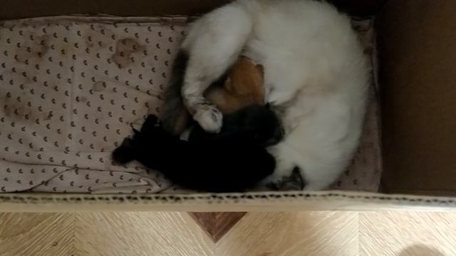 кошка фиска с потомством