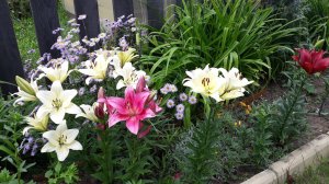Лилии из пакета. Что дальше? Ла-гибриды в Сибири.