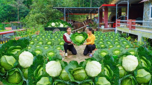 Сбор урожая в капустном огороде Ли Фук Ви. Капуста на продажу на рынок.