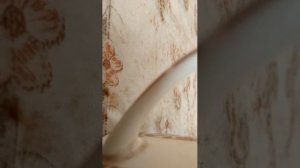 Душевые песни 2