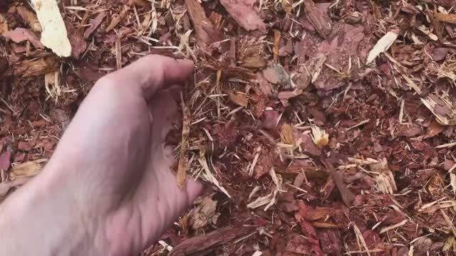 Кора лиственницы МИКС от Баркинвуд