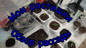 Обзор рассады на 21.02.2026г., пеку блины