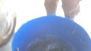 новый привоз форели