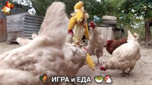Кормление кур овощами и фруктами для зарядки и от скуки 🥗🐓🤗  (62)