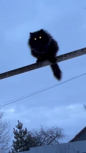 Чернуха прыгай