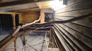 Ворон Гриша 18 февраля, с праздником