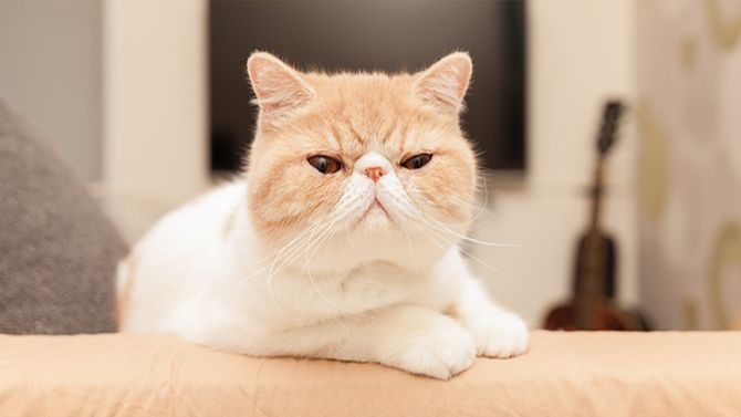 Экзотическая кошка