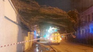 Штормовой ветер вырвал с корнем деревья в Ставрополе