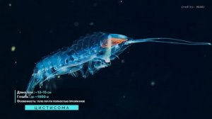 КТО ЖИВЕТ В ОКЕАНЕ? ОТ ДЕЛЬФИНОВ ДО МОНСТРОВ ГЛУБИН. ДОКУМЕНТАЛЬНЫЙ ФИЛЬМ