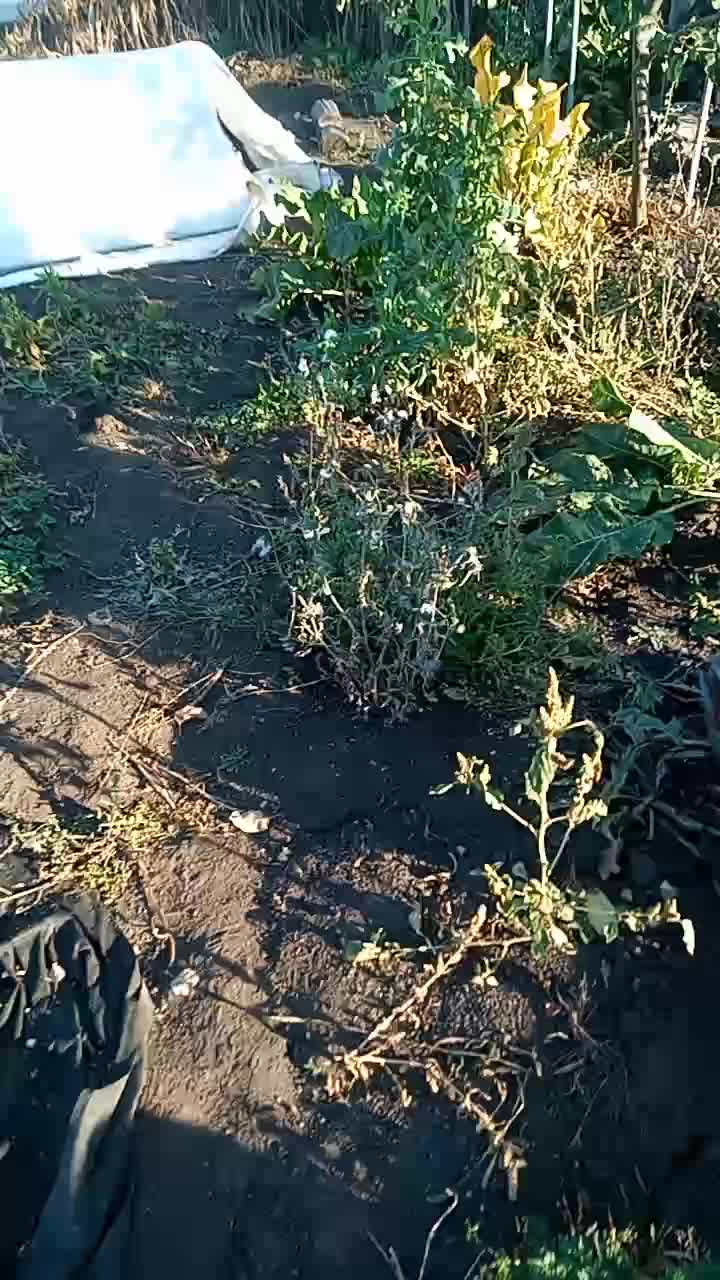 Всем привет. Немного снял Вам про огурцы, а во втором видео результат эксперимента с термотканью …