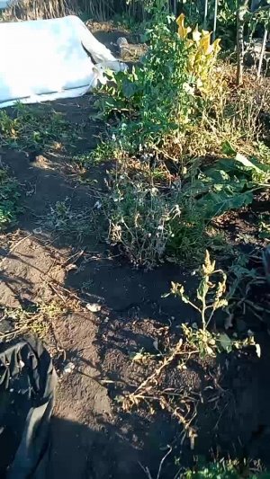 Всем привет. Немного снял Вам про огурцы, а во втором видео результат эксперимента с термотканью ...