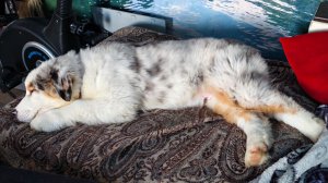 Дрессировка нашего сплавщика