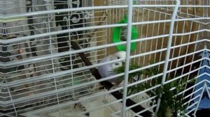 Укроп для попугая как погрызушки. Попугай кушает или играет с укропом?