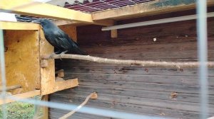 Ворон Гриша 1 ноября, с праздником