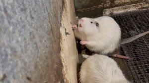 Поймал ПЛУТОВКУ с поличным!!!