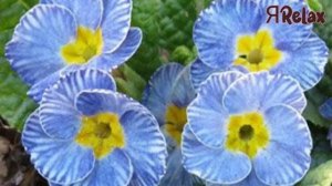 Сатсанг √118, Роберт Адамс.