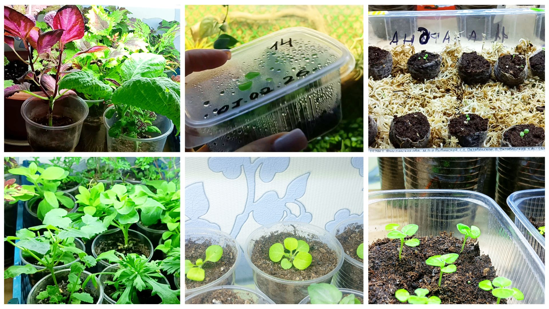 20 февраля. Погода. Всходы и рассада к новому сезону. смотреть онлайн