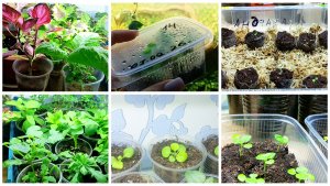 20 февраля. Погода. Всходы и рассада к новому сезону.