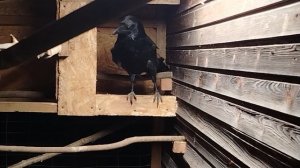 Ворон Гриша 20 ноября, с праздником