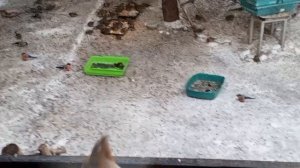 весёлые белки