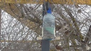 Воробьи отжали у синиц кормушку(снято специально для кота МИККИ)