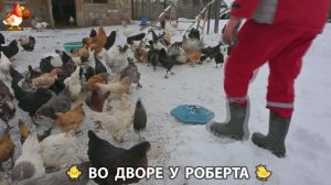 Содержание кур в домашних условиях и других птиц во дворе у Роберта 🐣🐤🦆🐔🪿🦃 (425)