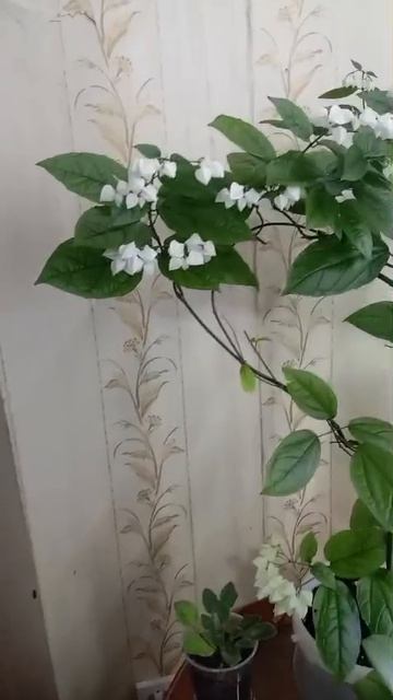 рододендрон госпожи томпсон (не он)