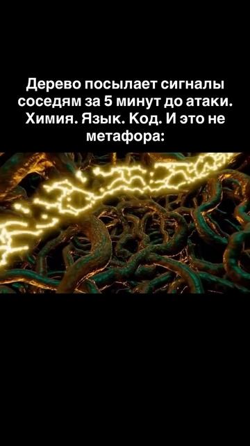 Дерево посылает сигналы соседям за 5 минут до атаки. Химия. Язык. Код. И это не метафора:
