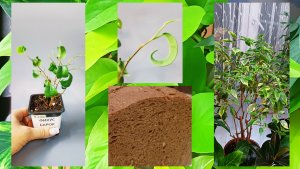 Пополнила коллекцию фикусов. Пеку хлеб.