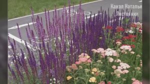 Шалфей дубравный