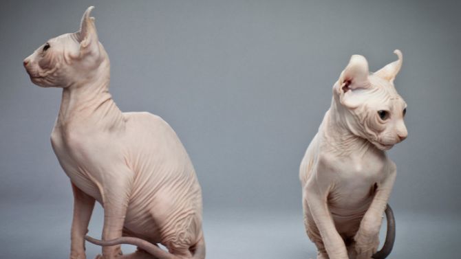 Эльфийский кот