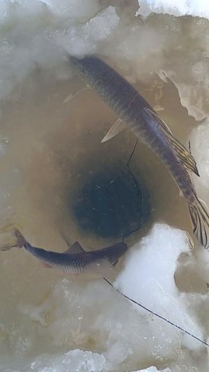 Кошки мышки 😄