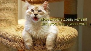 забавные мемы