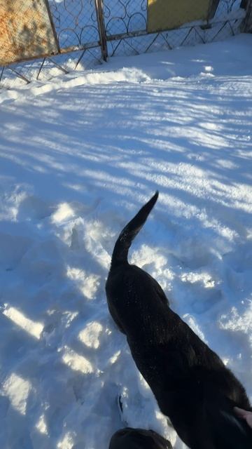 ЕЗДИЛ КОРМИТЬ ДАЧНЫХ СОБАК🐶