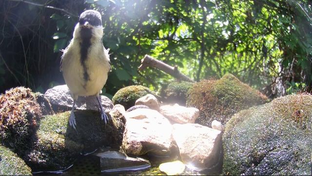 Птицы 05.06.2024